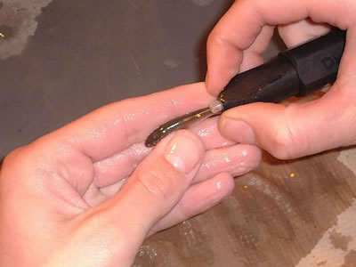 Photo of a  VIE tag being inserted into a silvery minnow